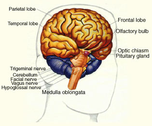 braindiagram
